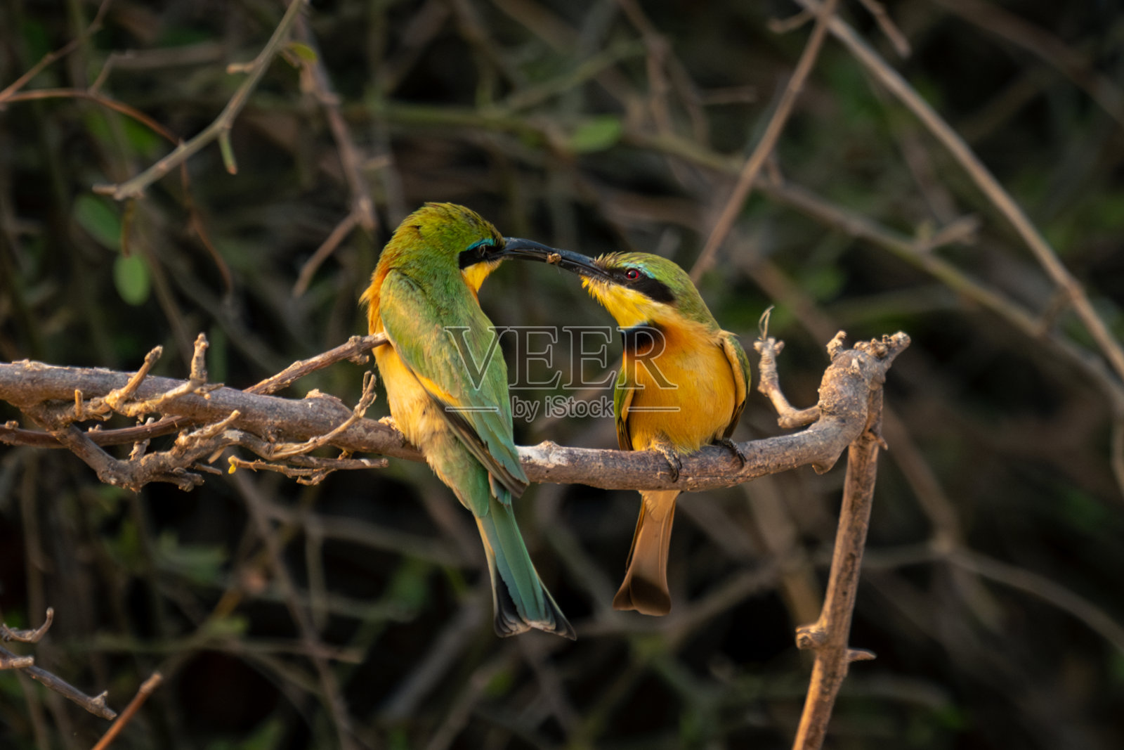 雄性小食蜂鸟给雌性苍蝇照片摄影图片