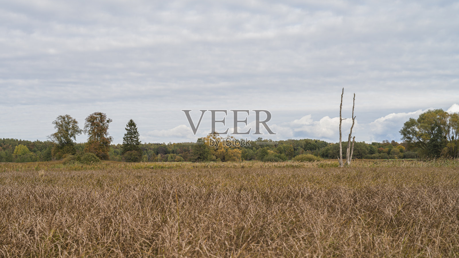 俄罗斯加里宁格勒地区秋日的草地景色。照片摄影图片