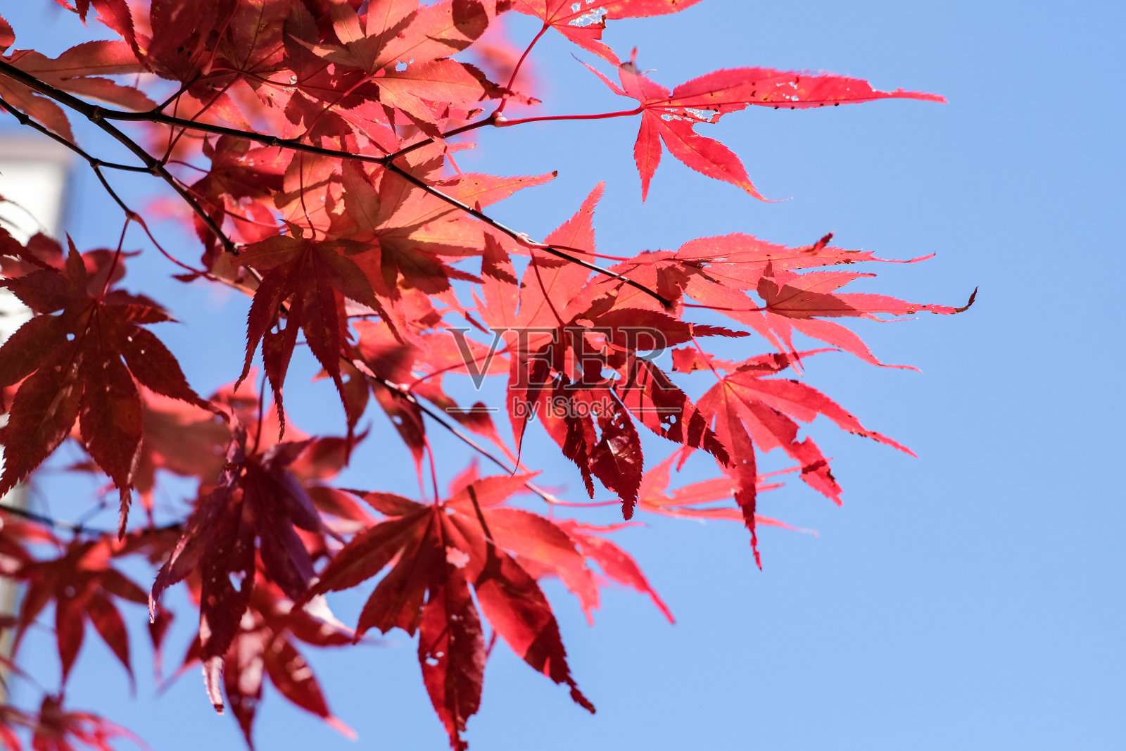 以缆车和索道为游客服务的主要旅游景点新堀田的秋色氛围。阿尔卑斯山脉、新贺高索道和秋天的树叶。照片摄影图片