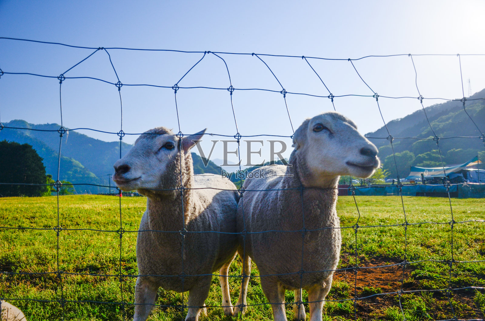两只羊吃草时从栅栏里探出头来。照片摄影图片