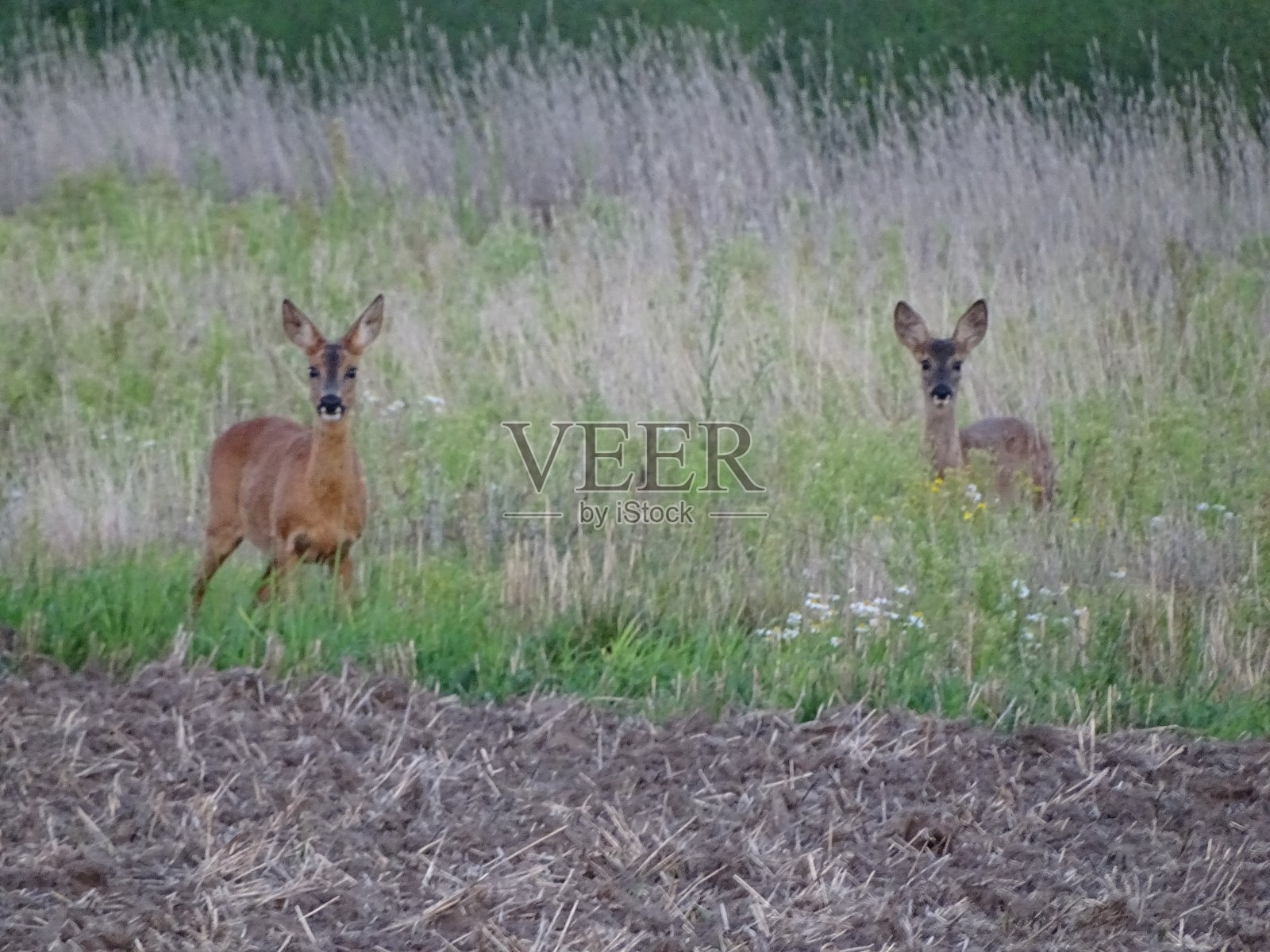 两只鹿在高高的草丛里照片摄影图片