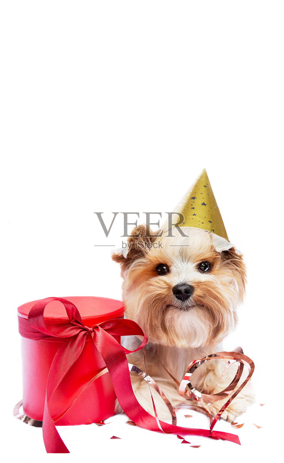 在白色背景上庆祝生日的小狗。照片摄影图片