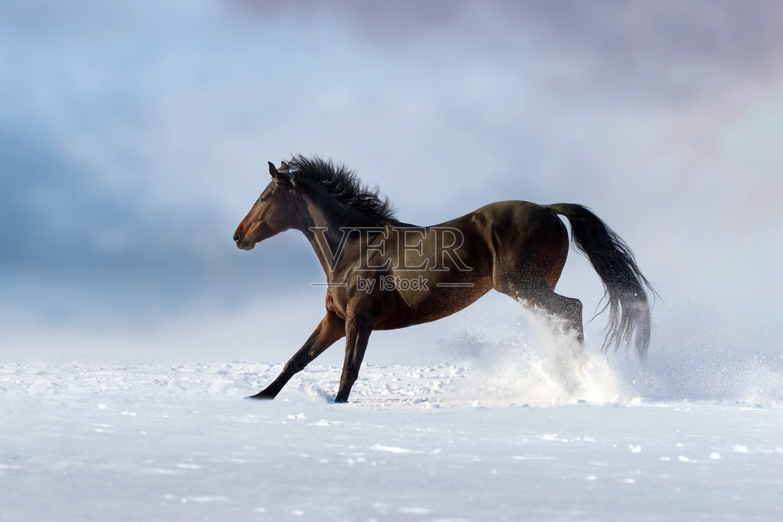 马在雪中奔跑照片摄影图片