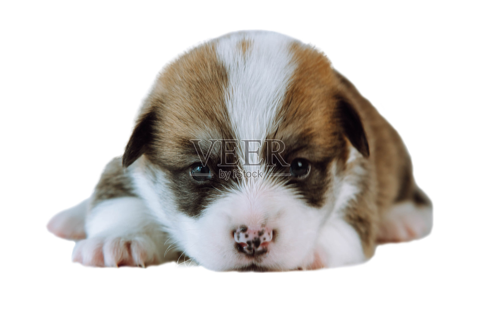 两个月大的威尔士彭布罗克柯基犬躺在白色背景上放松休息的照片。照片摄影图片