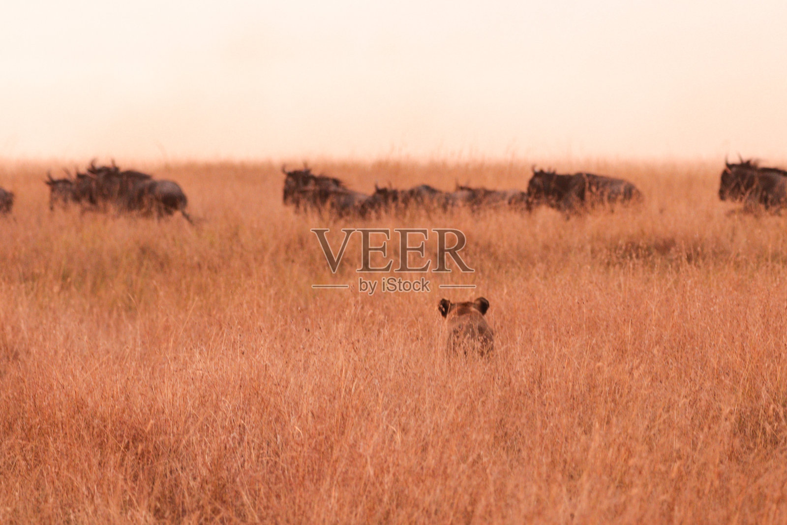 狮子照片摄影图片