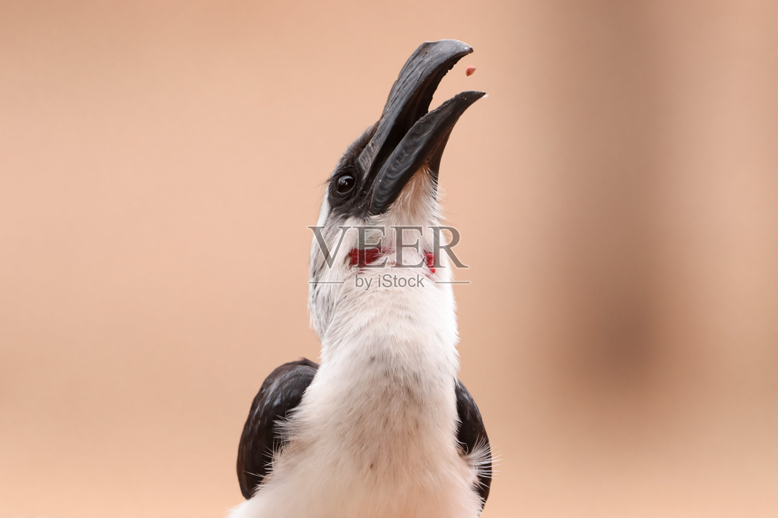 犀鸟照片摄影图片