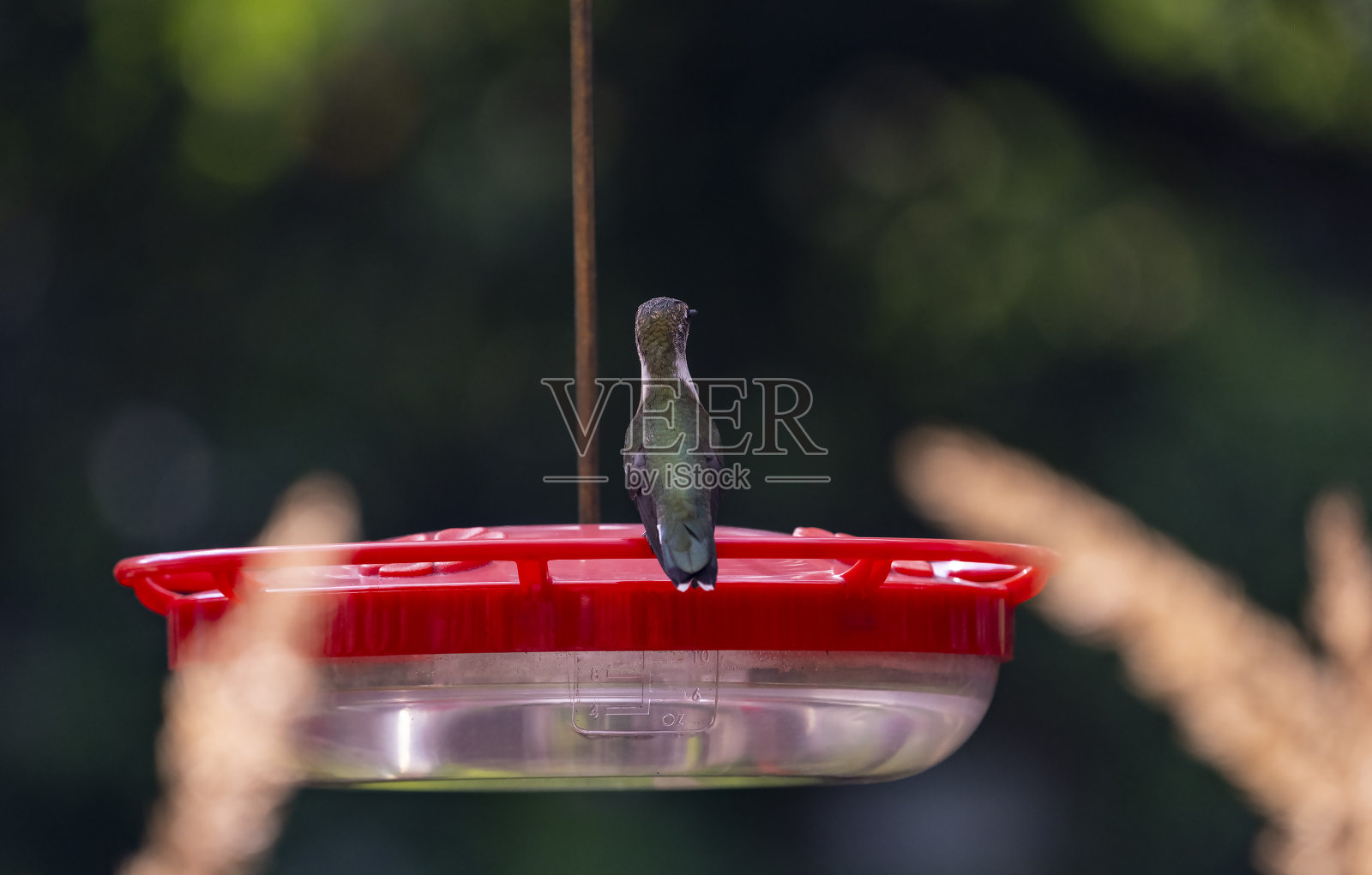 红宝石喉咙的蜂鸟栖息在后院的喂食器上照片摄影图片