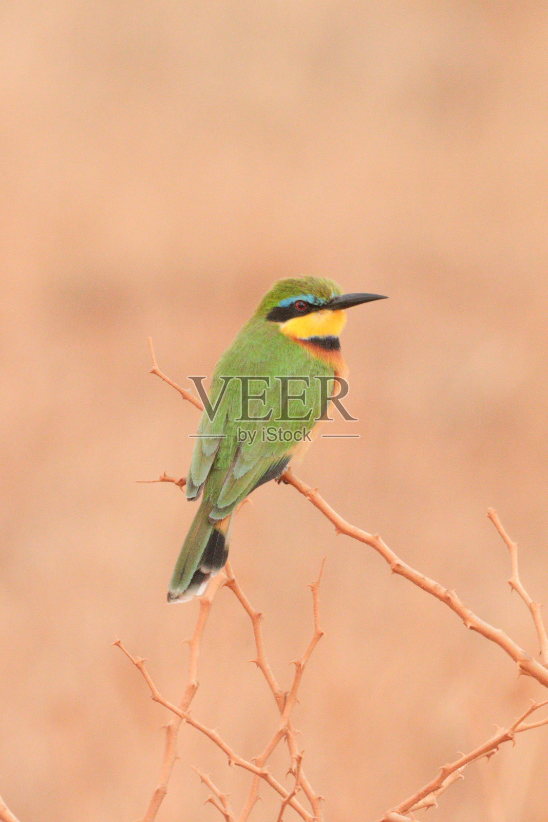 少食蜂鸟照片摄影图片