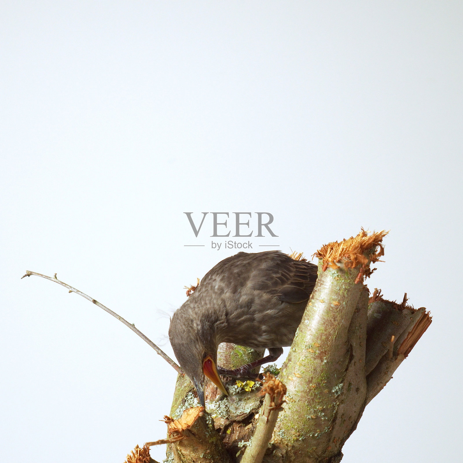 灰鸟普通八哥Sturnus vulgaris的肖像,坐在树枝上张开嘴,俯视白色背景。照片摄影图片