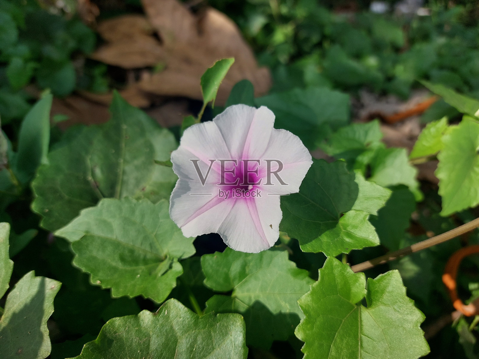 Ipomoea pandurata,自然背景照片摄影图片