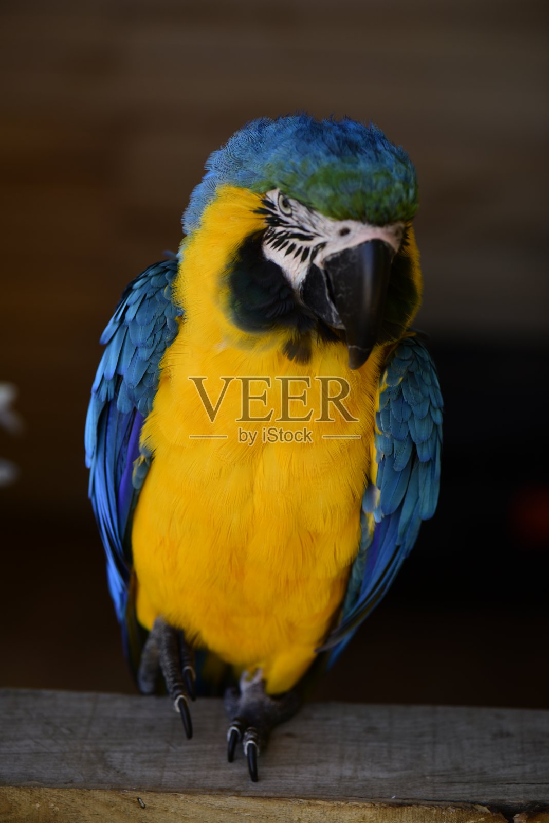 鹦鹉的照片照片摄影图片