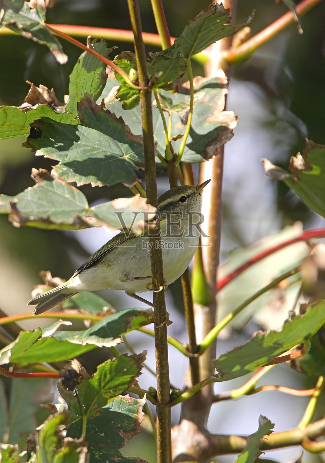 黄眉柳莺照片摄影图片
