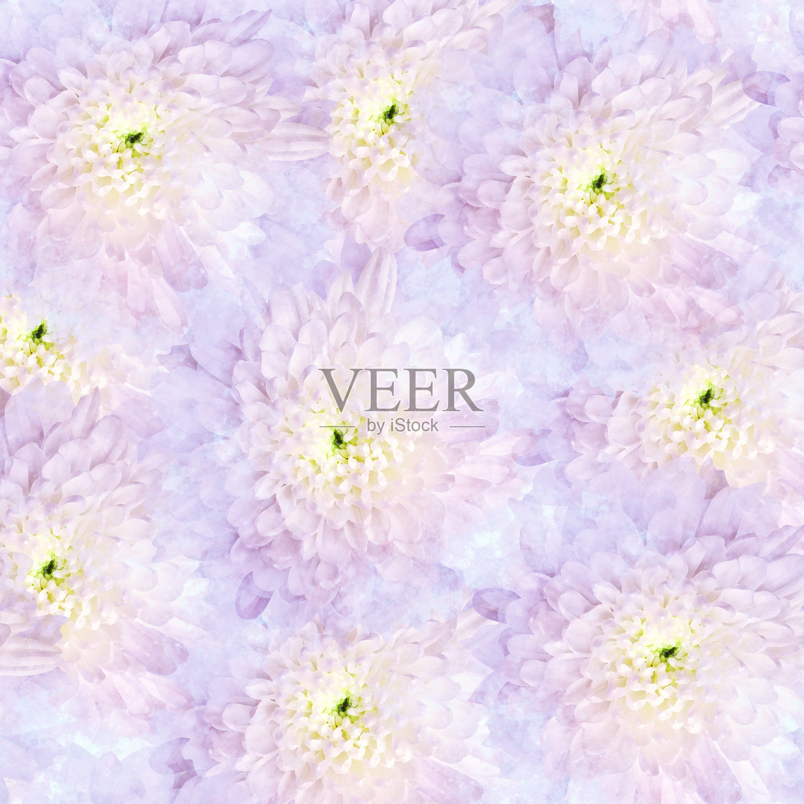 无缝水彩菊花花。花的背景。特写镜头。大自然。照片摄影图片