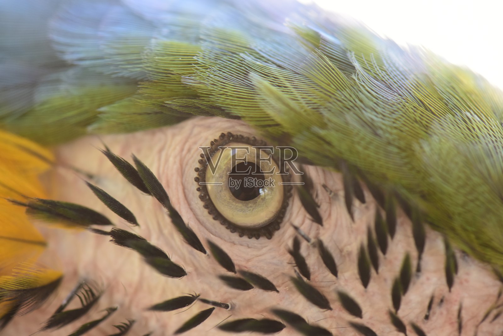 鹦鹉的照片照片摄影图片