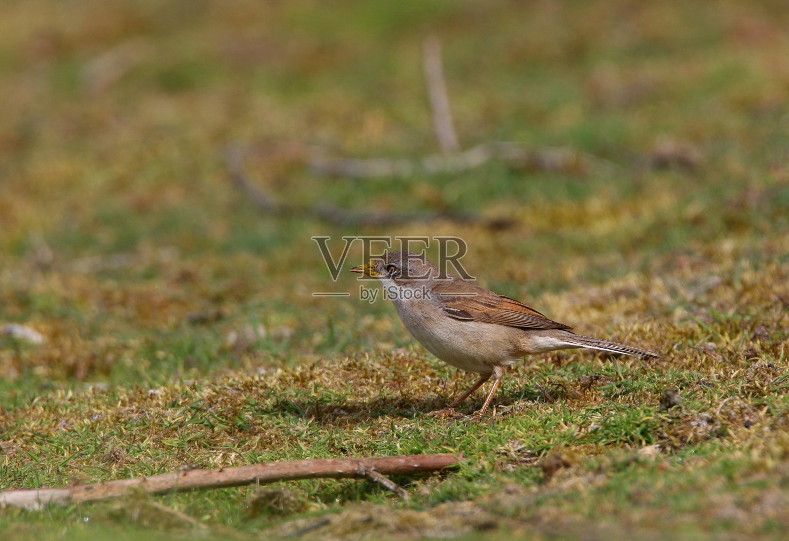 普通白喉林莺照片摄影图片