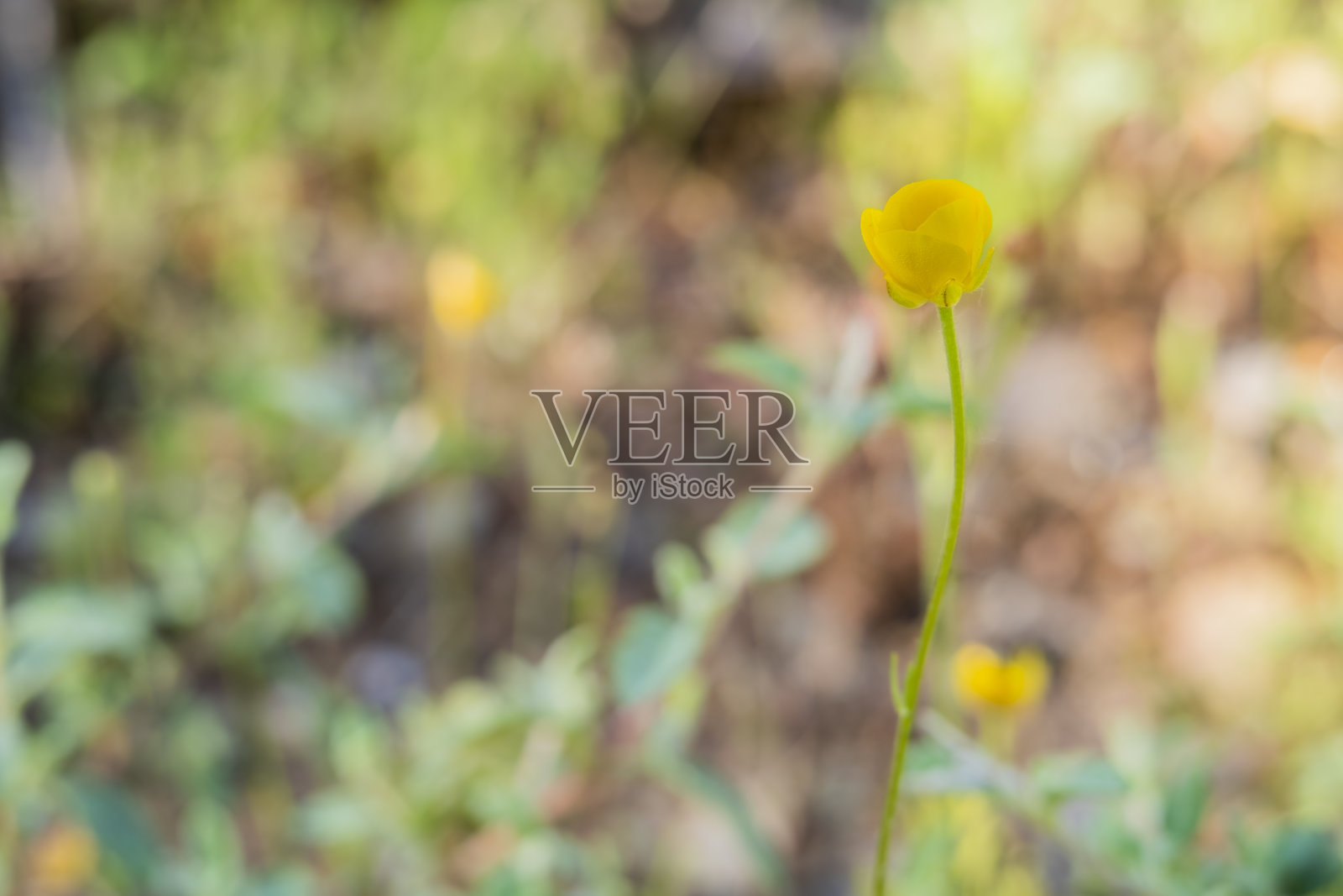 在模糊的背景下,花园中的忍冬(忍冬)的特写照片摄影图片