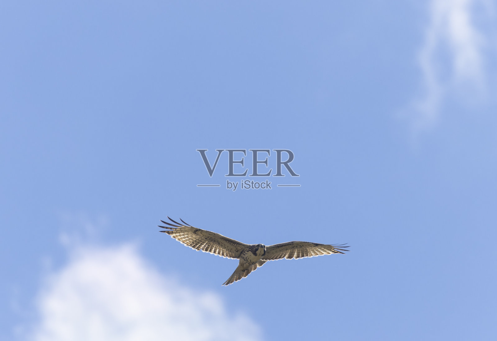 红尾鹰照片摄影图片