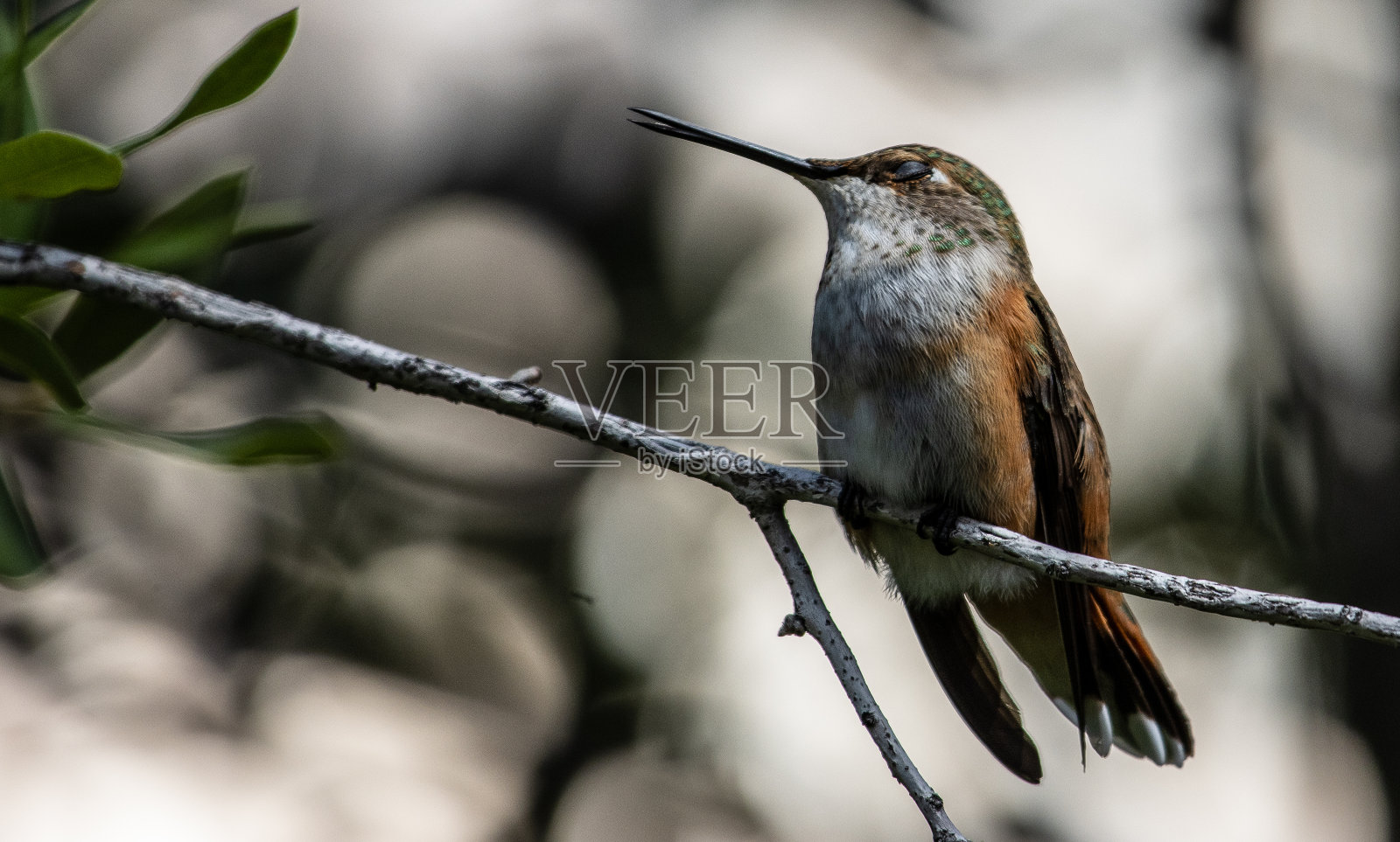 蜂鸟照片摄影图片