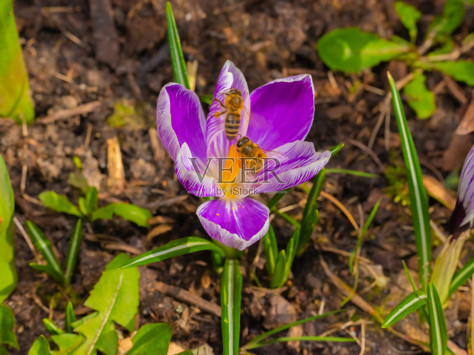 混合的彩色花朵背景照片摄影图片