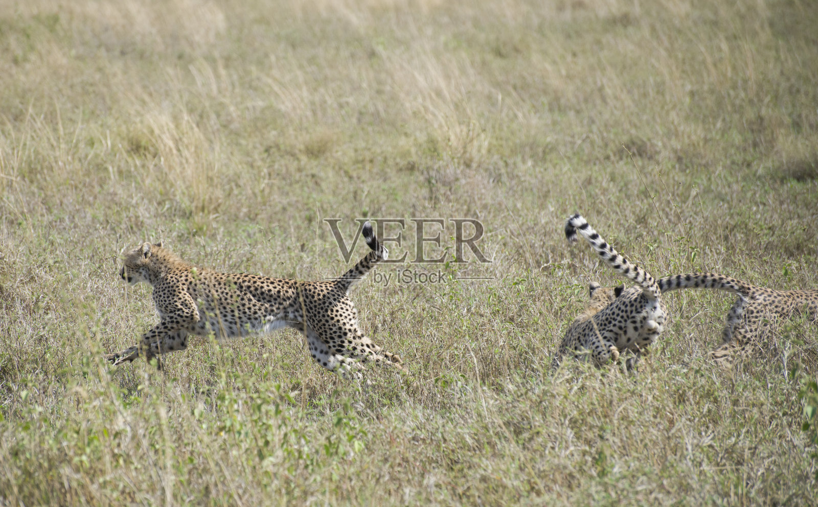 猎豹景观照片摄影图片