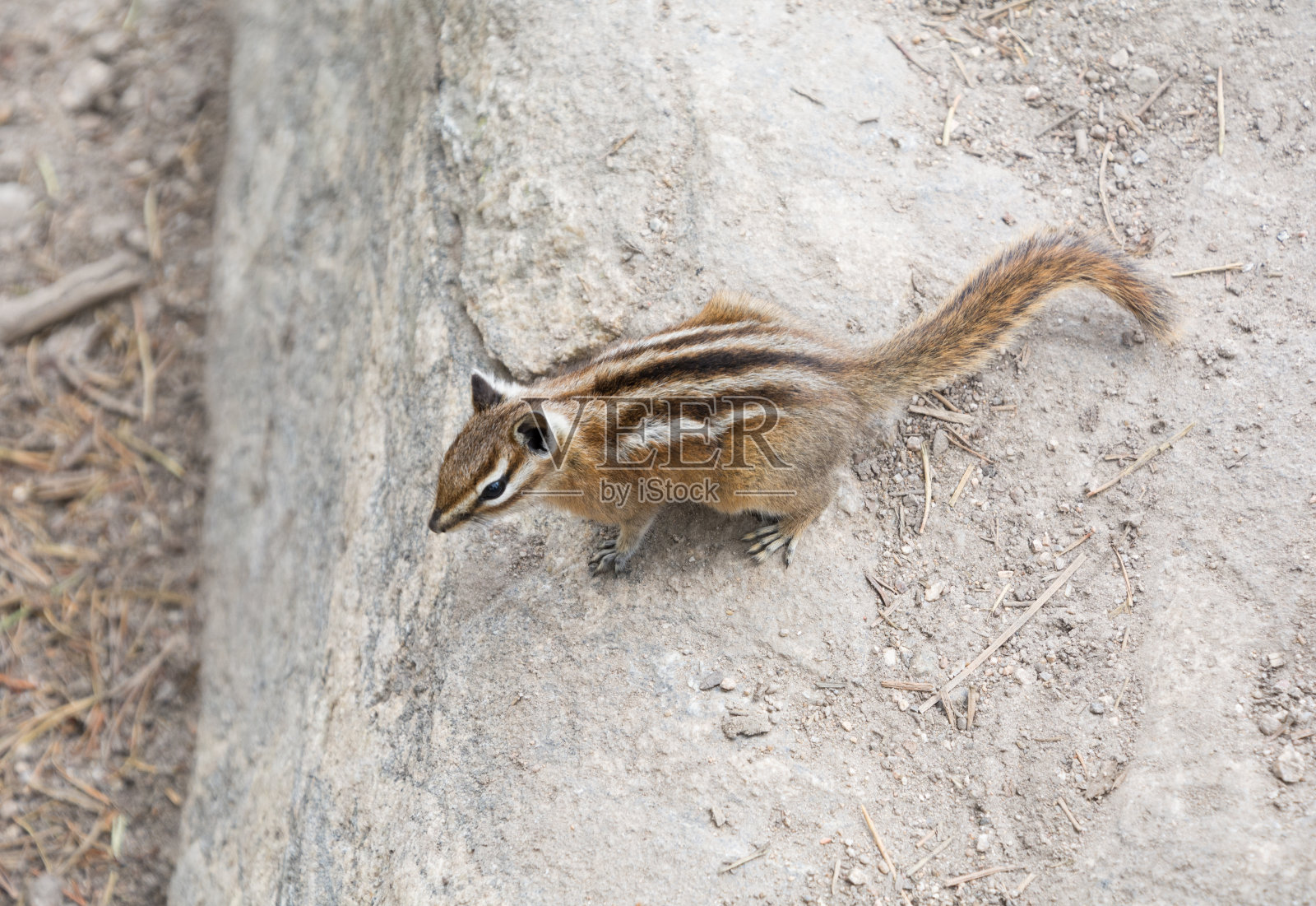 落基山国家公园里最少的花栗鼠照片摄影图片