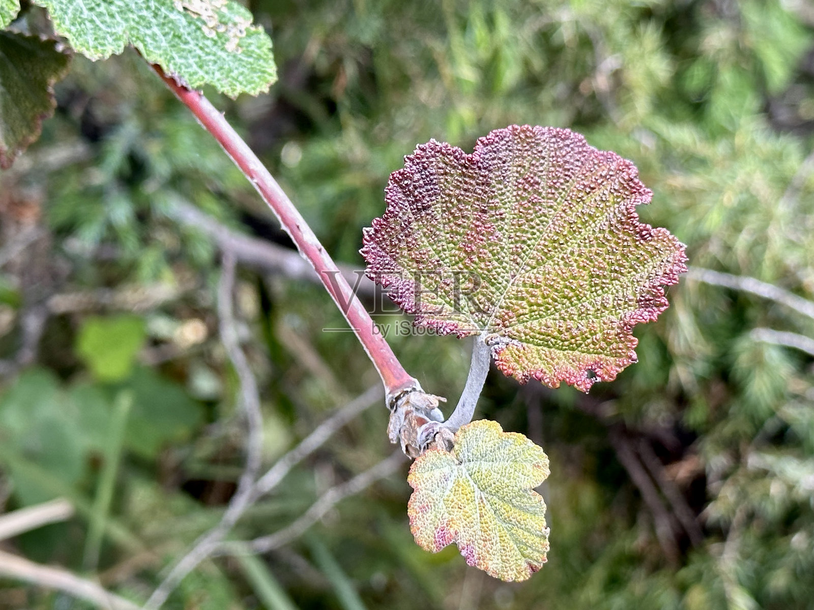 彩色的叶子照片摄影图片