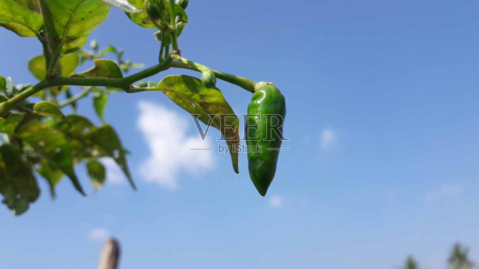自然热的绿色辣椒或cabrawit hijau与绿色的叶子与蓝色的天空背景照片摄影图片