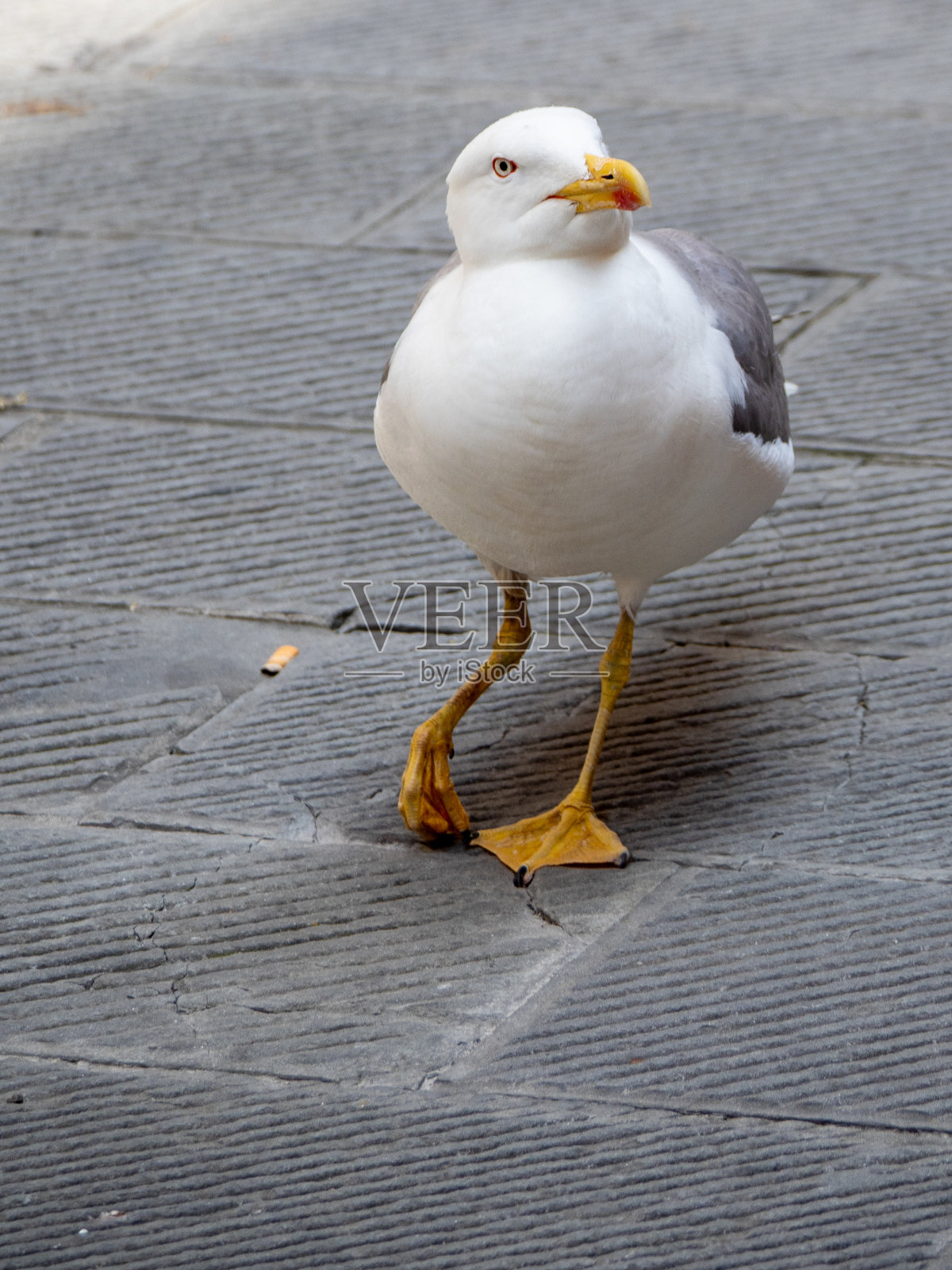 海鸥的特写图像照片摄影图片