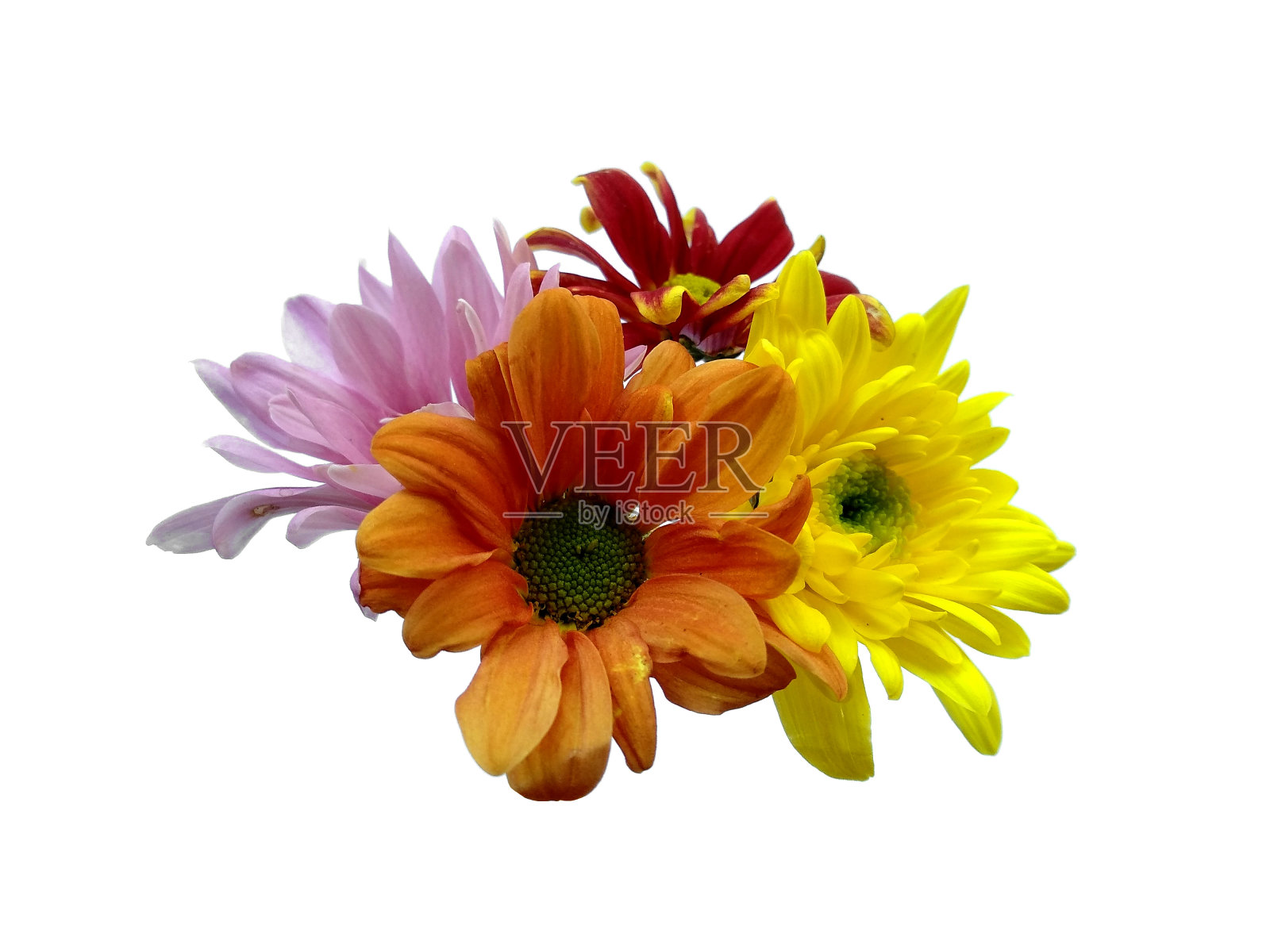 白色背景上孤立的Seruni或Chrysanthemum花。非洲菊或大丽花用于花架或其他装饰照片摄影图片