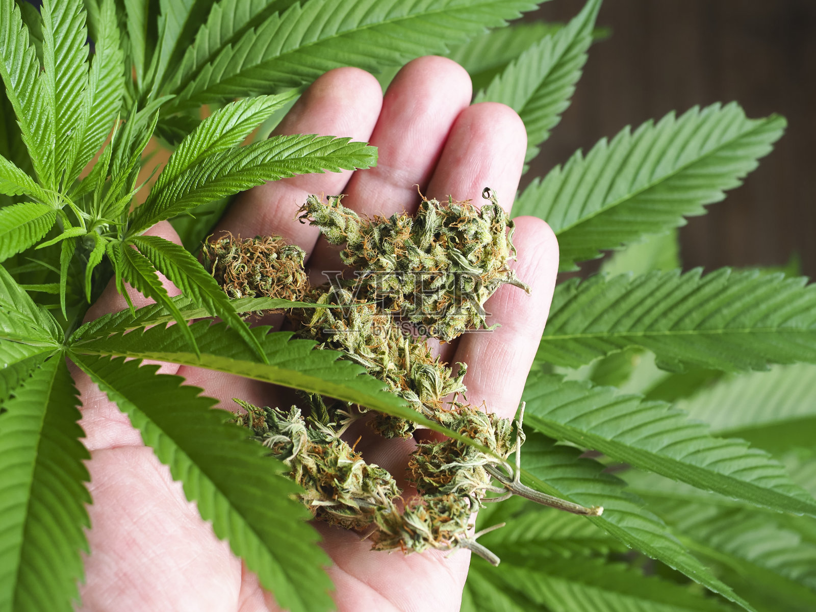 手持大麻芽,背景是大麻的绿叶。室内栽培。照片摄影图片