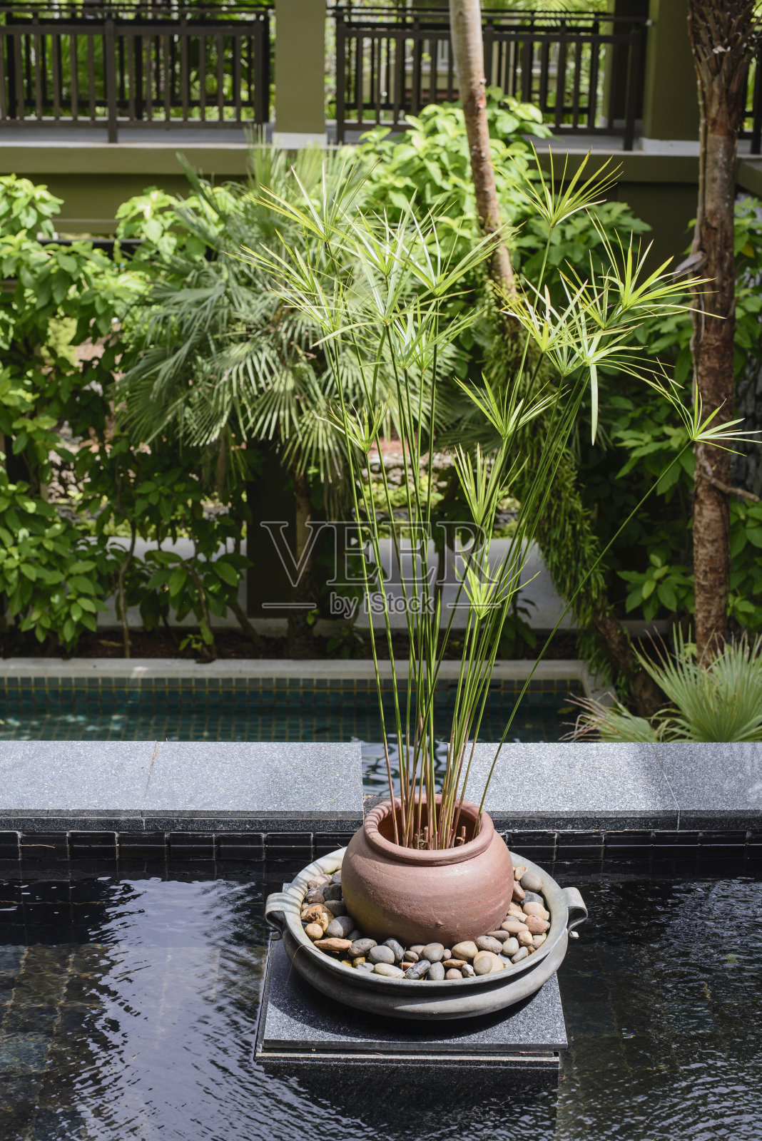 陶罐里的莎草纸照片摄影图片