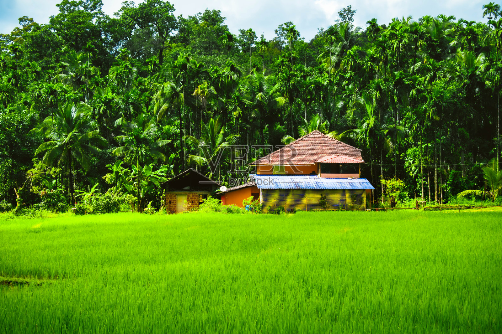 印度卡纳塔克邦,绿色的稻田里有一间小屋和蓝天照片摄影图片