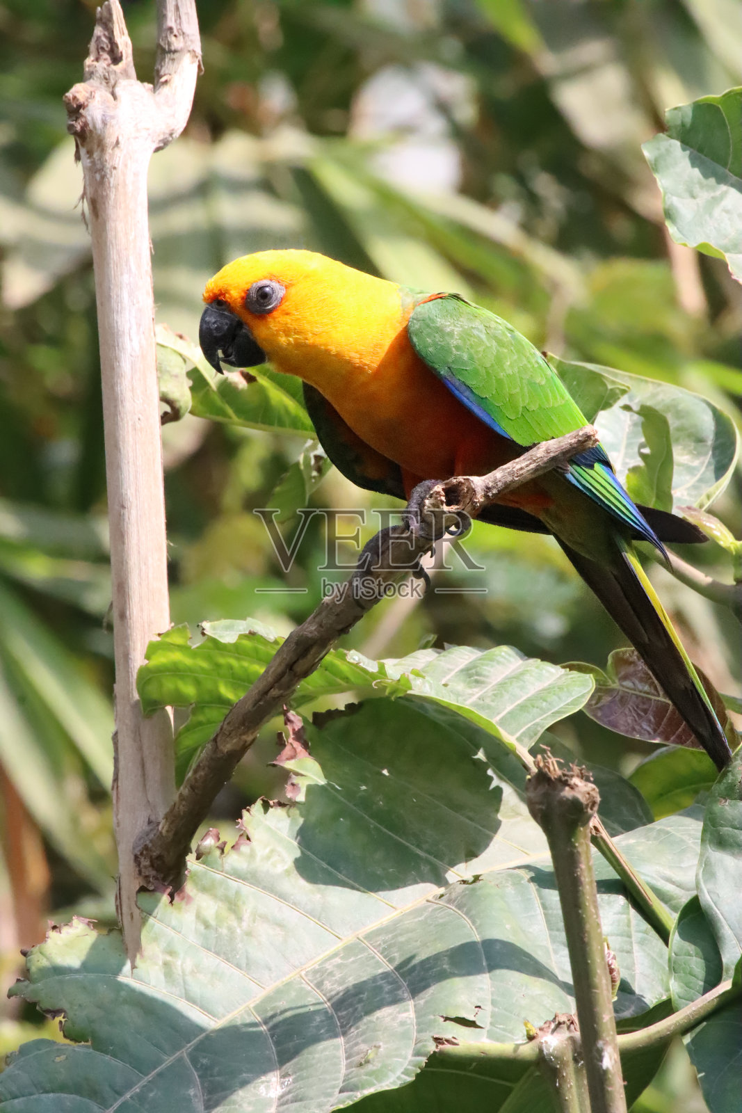 太阳conure (Aratinga solstitialis)的特写图像,鹦鹉栖息在阳光下的树枝上,重点在前景照片摄影图片