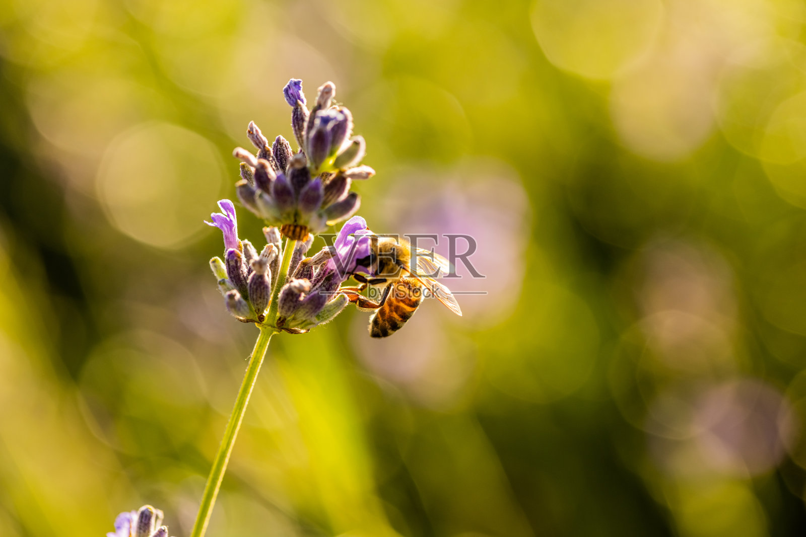 蜜蜂在一朵紫色的花上照片摄影图片