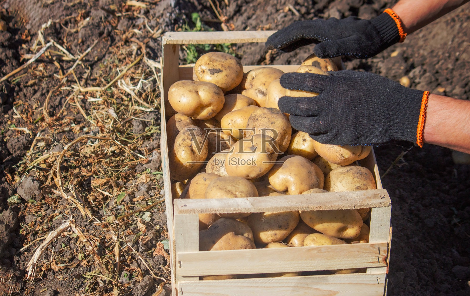一位男性农民手里拿着一个土豆。有选择性的重点照片摄影图片