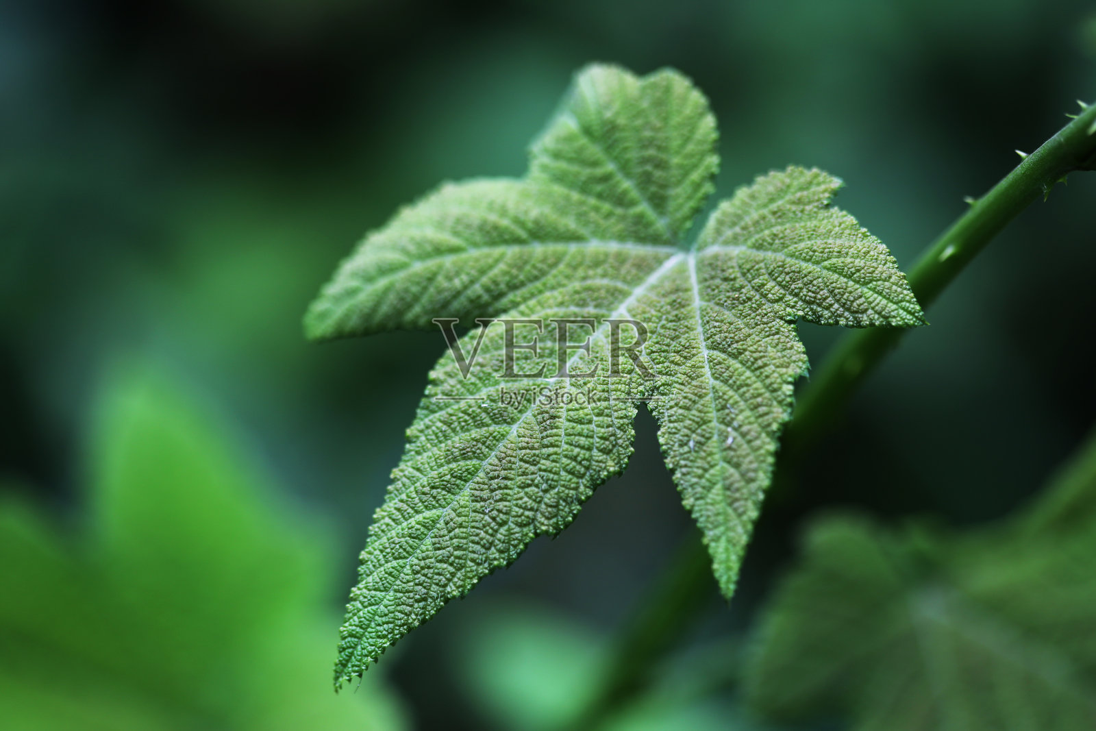 酷栗bracteosum照片摄影图片