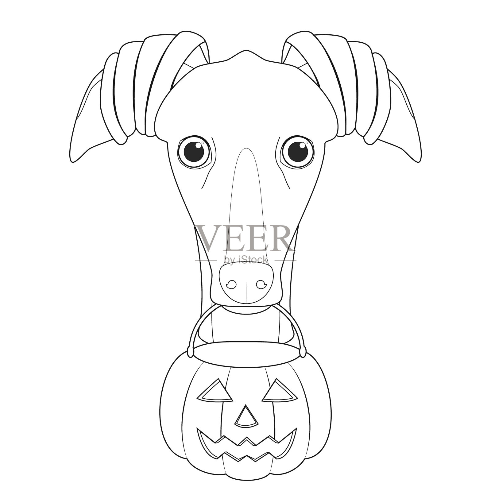 万圣节贺卡的着色。一只扮成女巫的灰狗,嘴里叼着南瓜插画图片素材