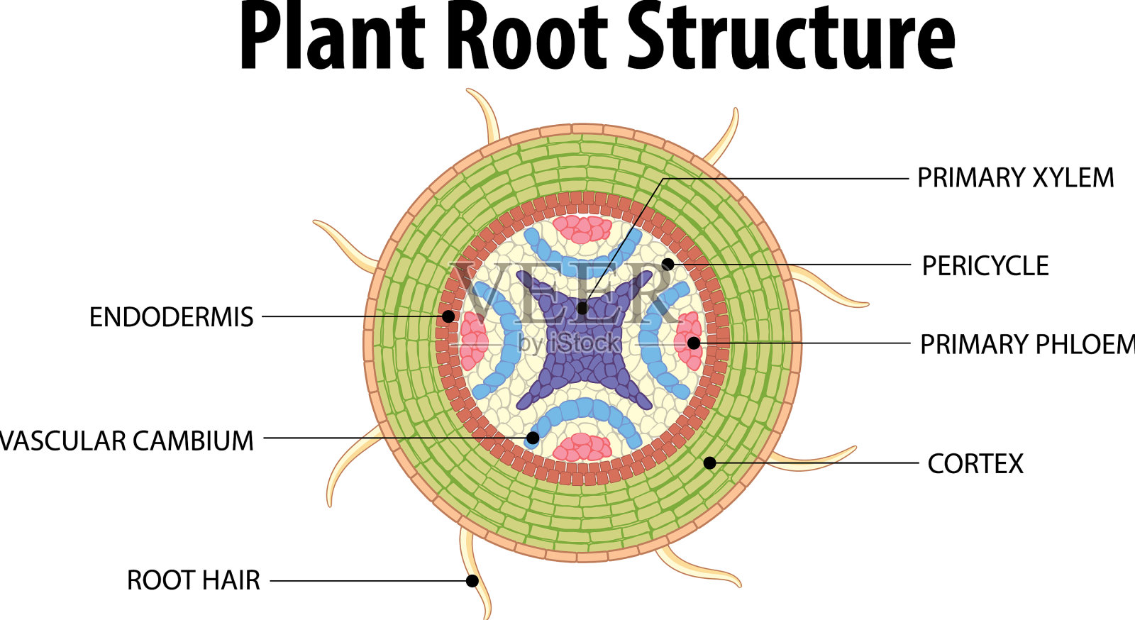 植物离体根及其结构插画图片素材