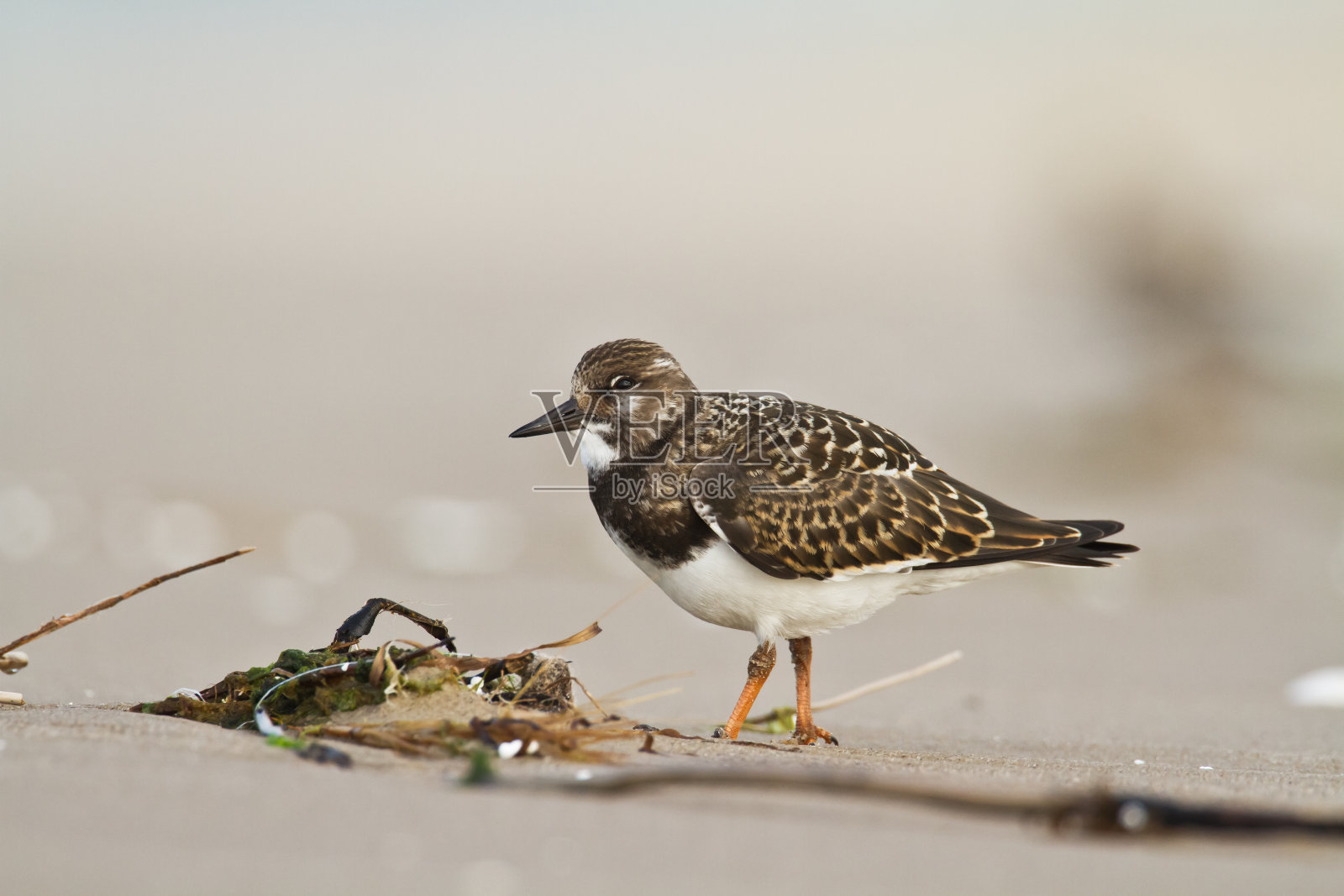 候鸟-红透石候鸟,译作滨鸟,候鸟,波兰欧洲波罗的海照片摄影图片