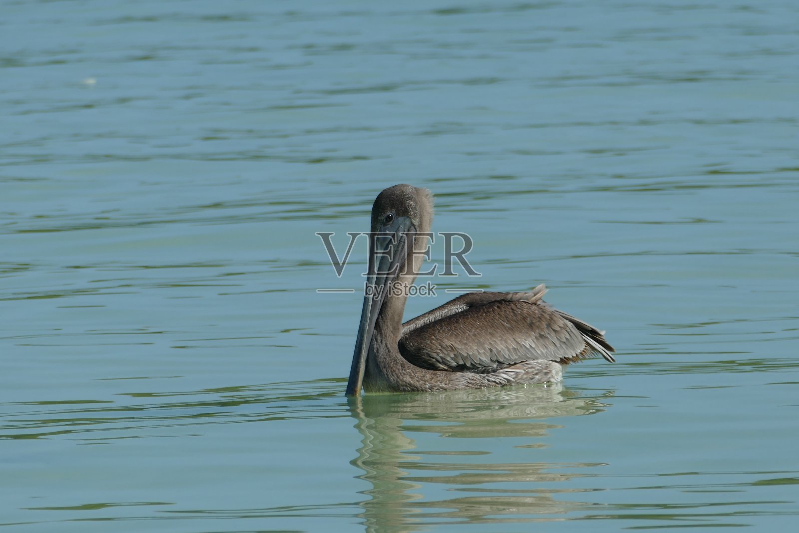 加拿大鹈鹕照片摄影图片