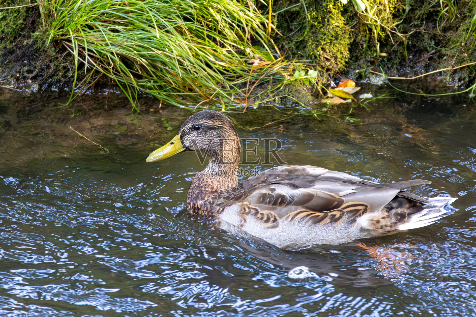 绿头鸭在门登州的一个池塘里游泳照片摄影图片