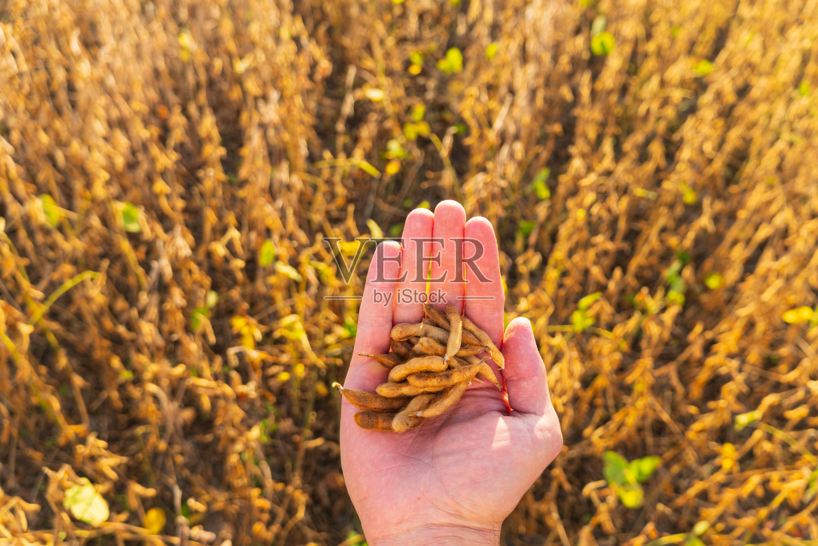 农民在田里捧着成熟的豆荚。成熟的豆荚。在农田里的农学家。农业企业照片摄影图片