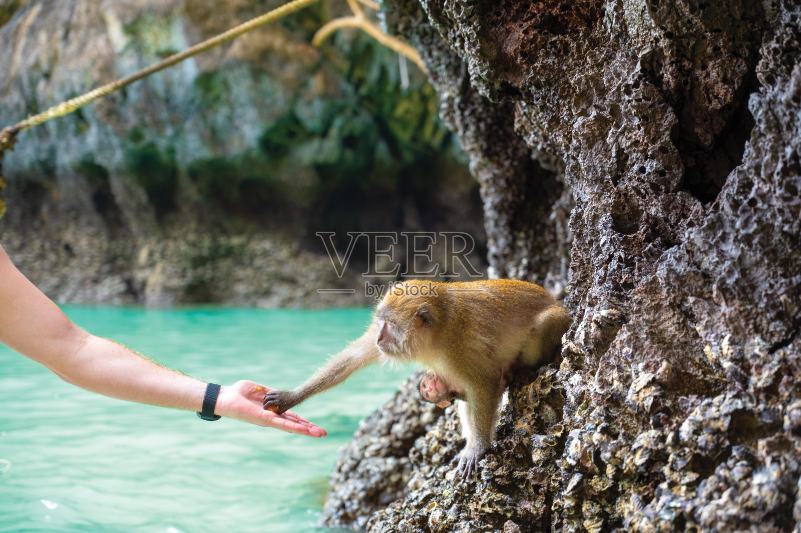 游客在亚洲泰国皮皮岛的猴子海滩上喂猴子和它的宝宝。照片摄影图片