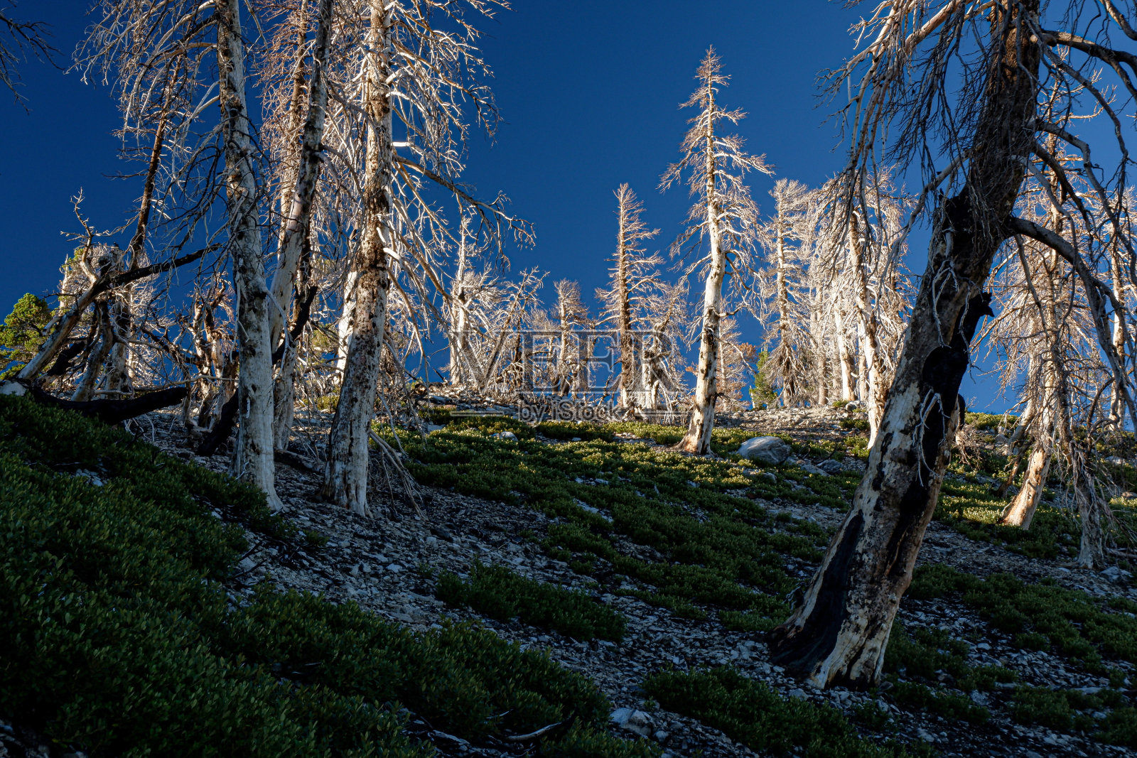 圣贝纳迪诺国家森林,埃尔多拉多大火燃烧区域的边缘照片摄影图片