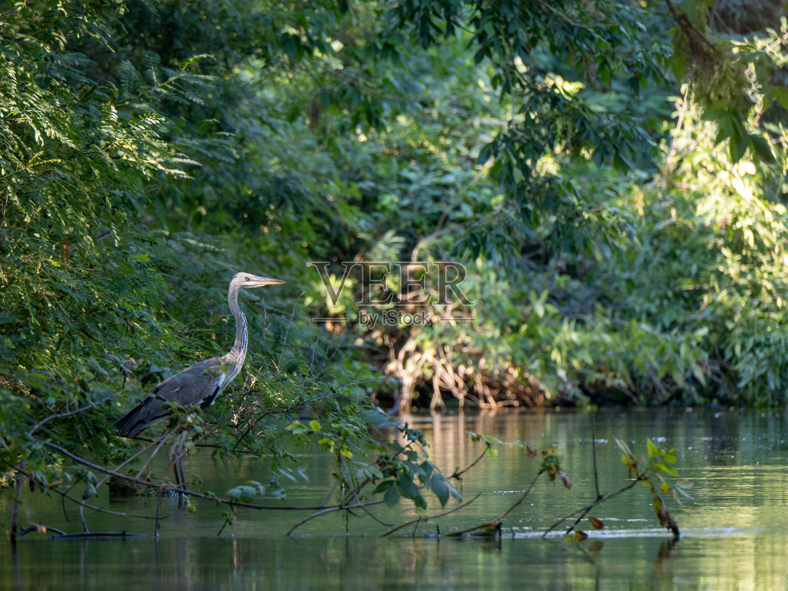 罗马尼亚多瑙河三角洲的灰色苍鹭照片摄影图片