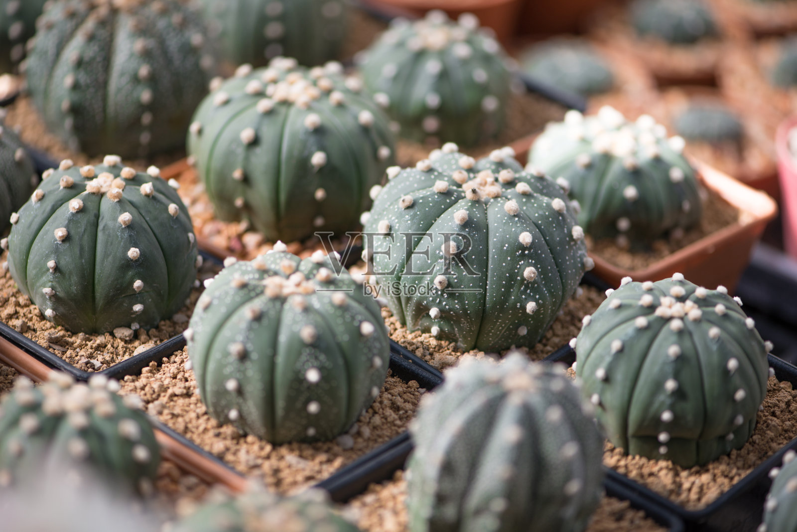 星形植物,沙美元,海胆或星仙人掌照片摄影图片