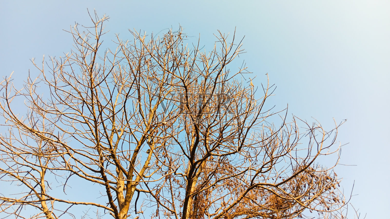 一棵枯死的大树的金色剪影照片摄影图片