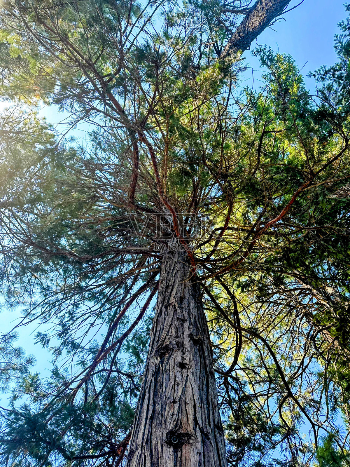 从下面看云杉树照片摄影图片