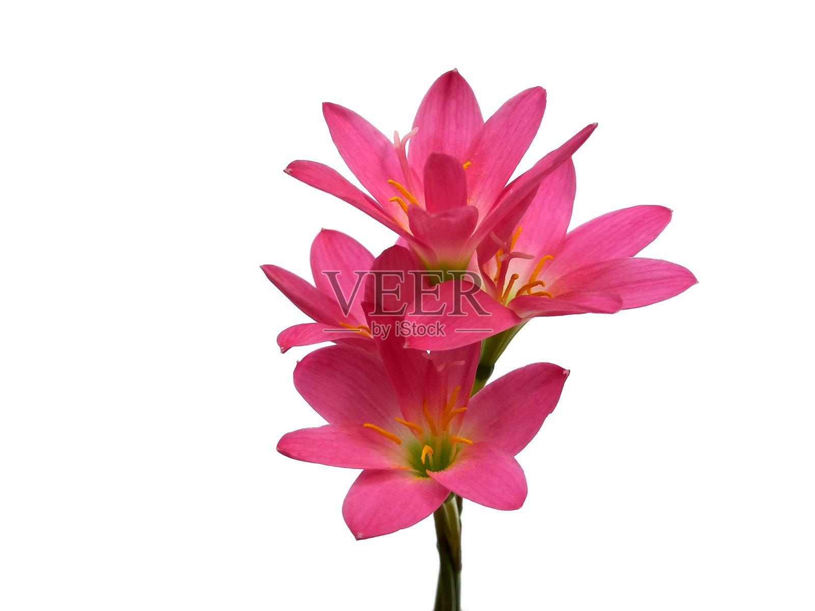 西风花,孤立在白色背景上。粉色花,用于花框或其他装饰。西风百合花。粉红色花或植物花照片摄影图片