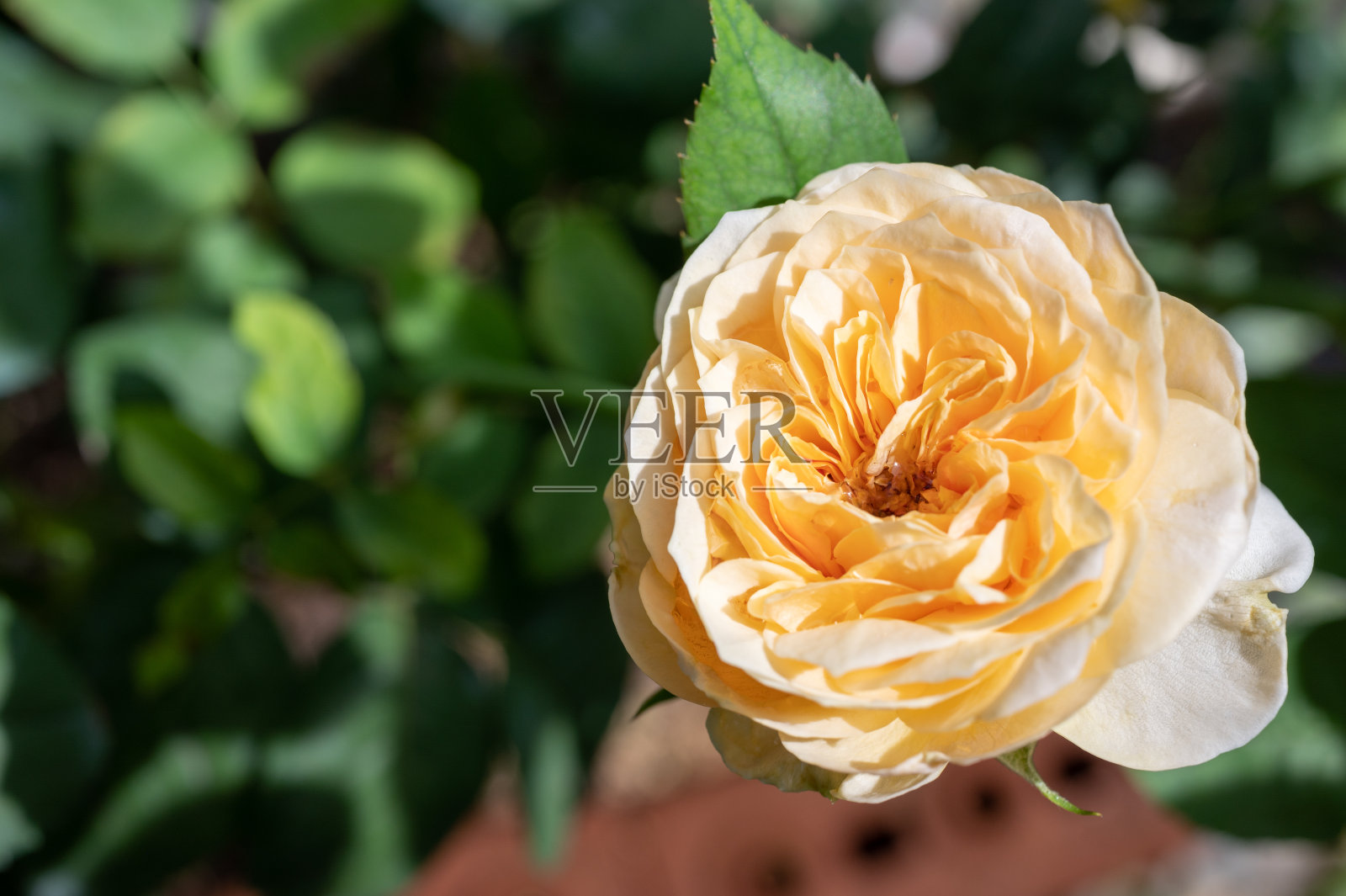 花园中生长的芬芳的黄玫瑰特写。照片摄影图片